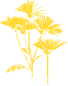 Chrysantemum. Drawing: Johanne L. G. Michaelsen.