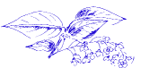 Hegg. Drawing by Johanne L. G. Michaelsen.